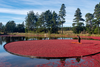 Zungenkribbler Cranberry: Deine Vitamine auf dem Roten Teppich
